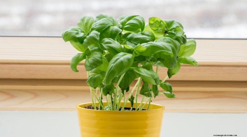 Jimmy Nardello Peppers:Anbau, Pflege und kulinarische Verwendung 