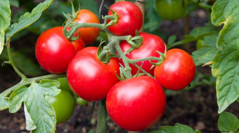 Jimmy Nardello Peppers:Anbau, Pflege und kulinarische Verwendung 