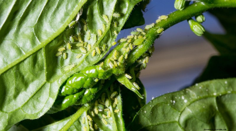 Jimmy Nardello Peppers:Anbau, Pflege und kulinarische Verwendung 
