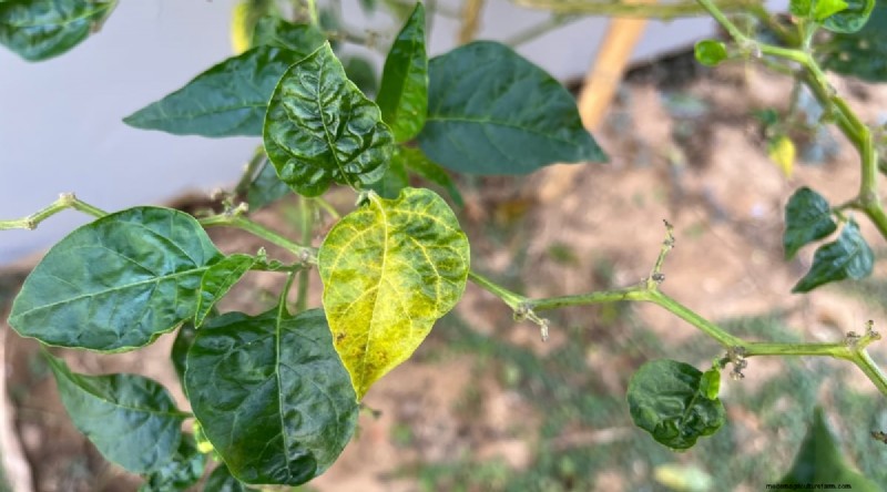 Jimmy Nardello Peppers:Anbau, Pflege und kulinarische Verwendung 
