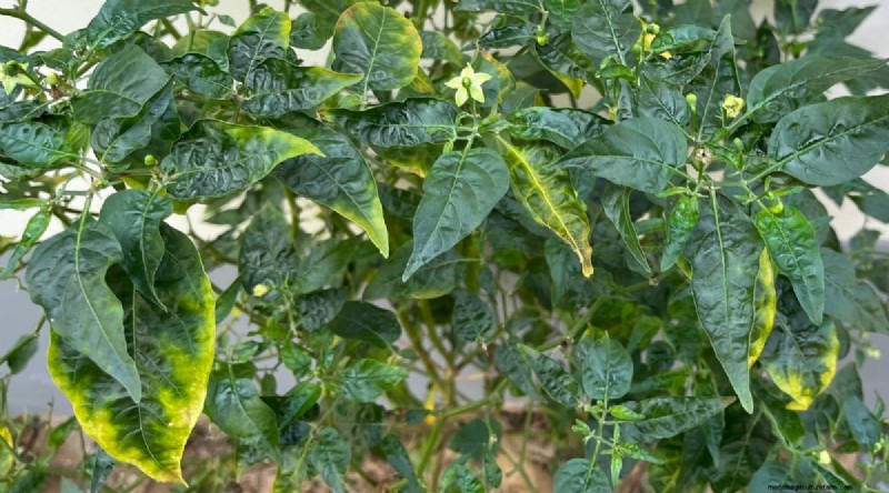 Jimmy Nardello Peppers:Anbau, Pflege und kulinarische Verwendung 