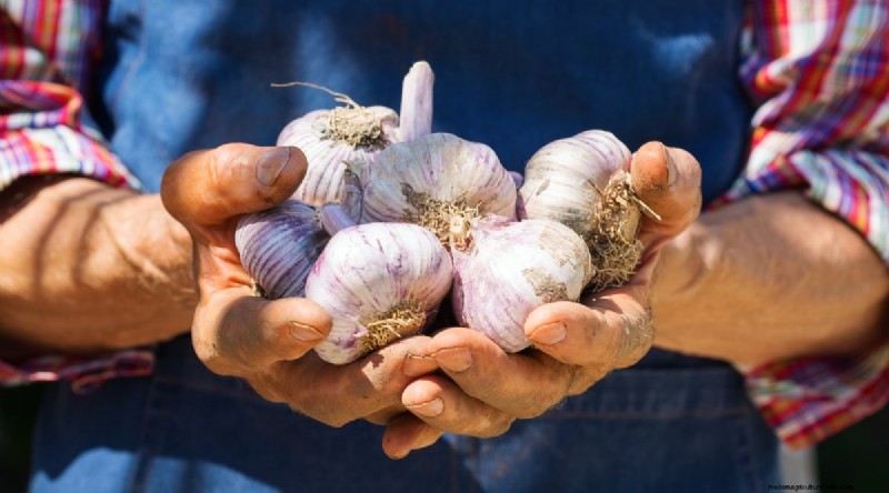 Softneck vs. Hardneck Knoblauch:Ein umfassender Leitfaden 