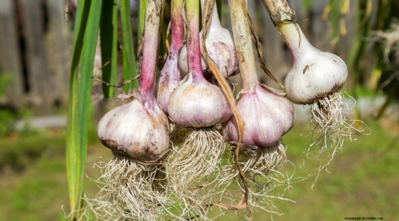 Softneck vs. Hardneck Knoblauch:Ein umfassender Leitfaden 