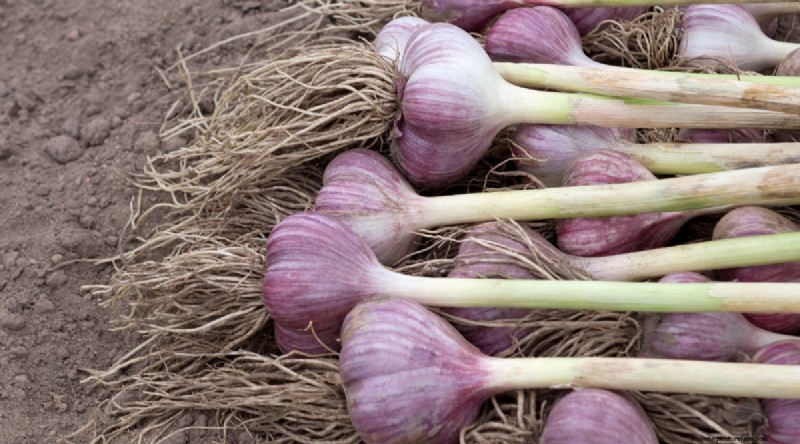 Softneck vs. Hardneck Knoblauch:Ein umfassender Leitfaden 
