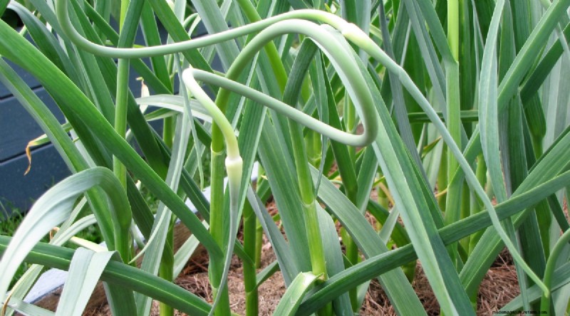 Softneck vs. Hardneck Knoblauch:Ein umfassender Leitfaden 