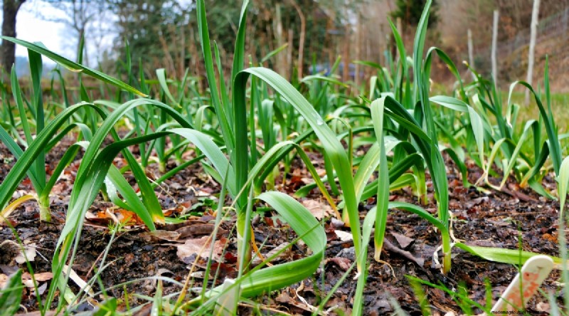 Softneck vs. Hardneck Knoblauch:Ein umfassender Leitfaden 