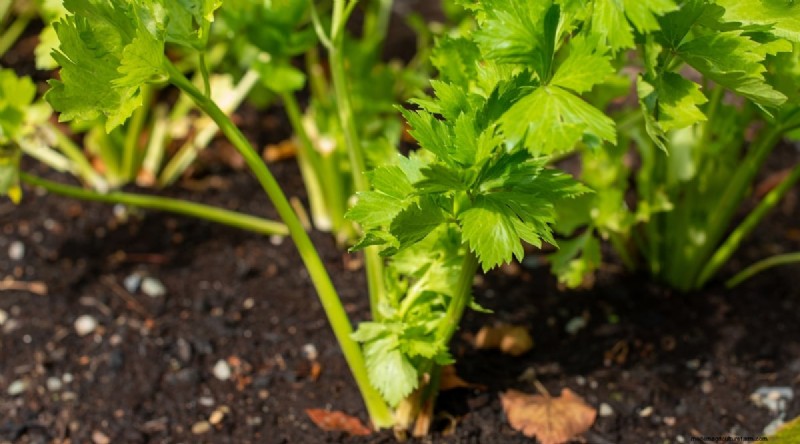 Bauen Sie diesen Winter Gemüse drinnen an:39 köstliche Sorten 