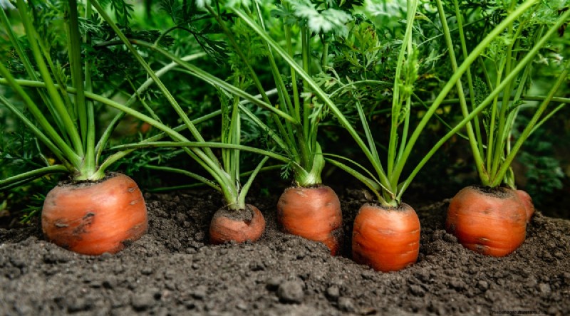 Bauen Sie diesen Winter Gemüse drinnen an:39 köstliche Sorten 