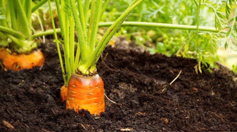 Bauen Sie diesen Winter Gemüse drinnen an:39 köstliche Sorten 