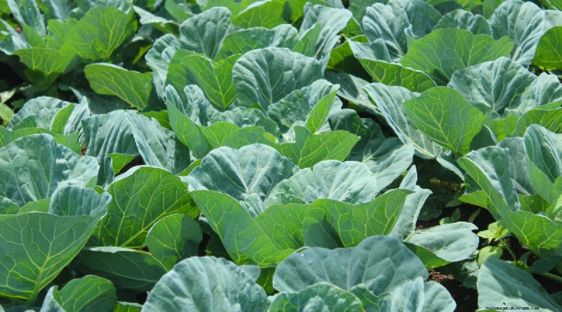 Bauen Sie diesen Winter Gemüse drinnen an:39 köstliche Sorten 