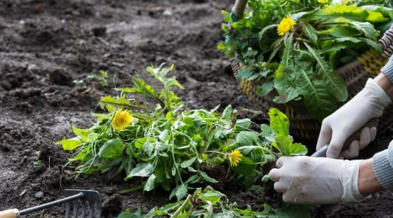 Bauen Sie diesen Winter Gemüse drinnen an:39 köstliche Sorten 