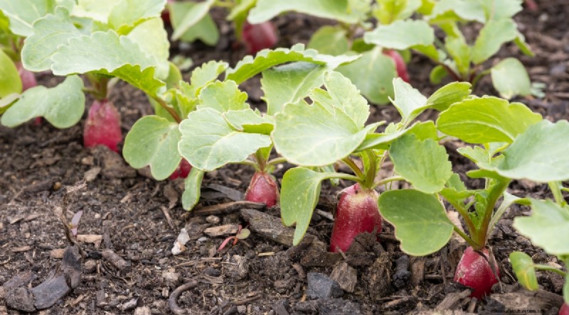 Bauen Sie diesen Winter Gemüse drinnen an:39 köstliche Sorten 