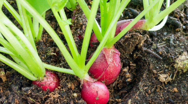 Bauen Sie diesen Winter Gemüse drinnen an:39 köstliche Sorten 