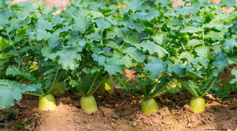 Bauen Sie diesen Winter Gemüse drinnen an:39 köstliche Sorten 