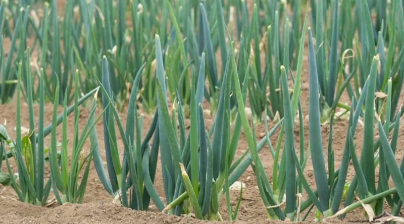 Bauen Sie diesen Winter Gemüse drinnen an:39 köstliche Sorten 