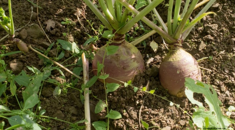 Bauen Sie diesen Winter Gemüse drinnen an:39 köstliche Sorten 