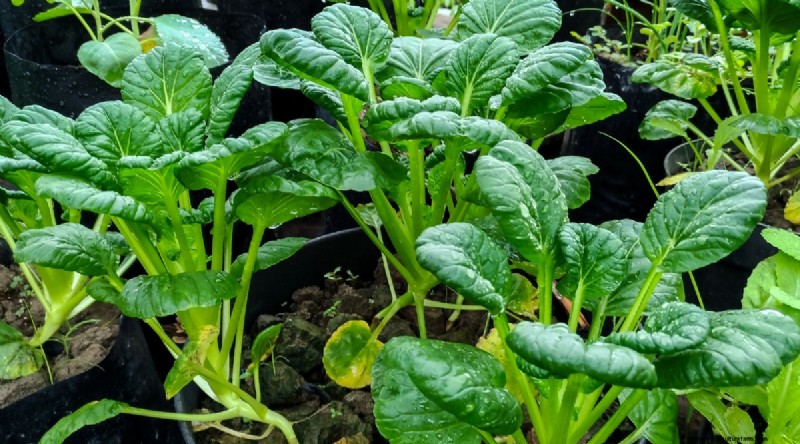 Bauen Sie diesen Winter Gemüse drinnen an:39 köstliche Sorten 
