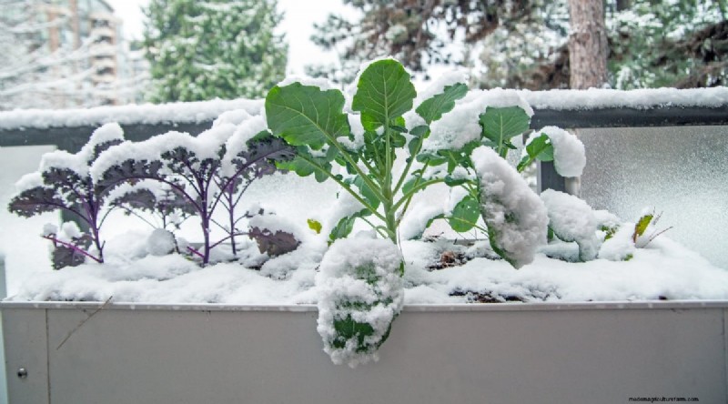 Wintergartenarbeit:13 Gemüse und Kräuter, die im Schnee gedeihen 