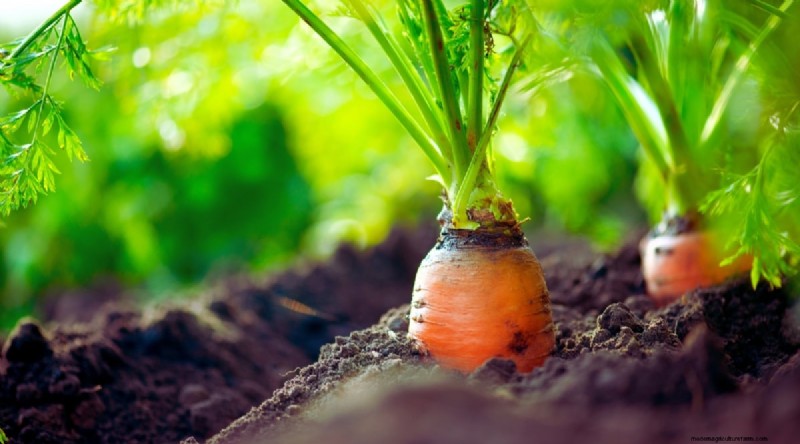 Wintergartenarbeit:13 Gemüse und Kräuter, die im Schnee gedeihen 