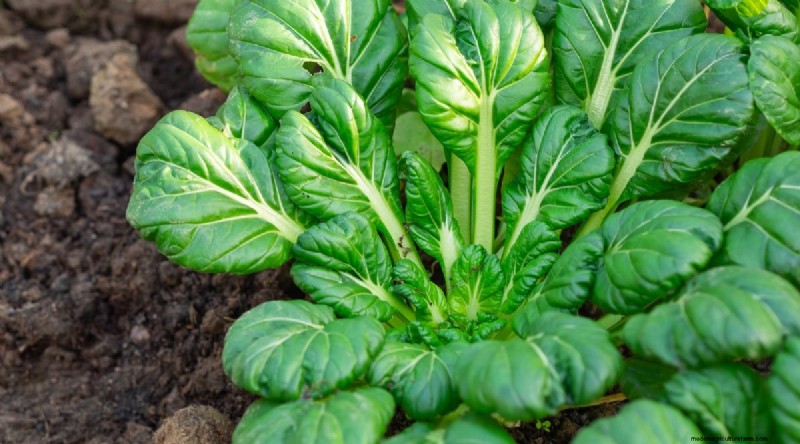 Wintergartenarbeit:13 Gemüse und Kräuter, die im Schnee gedeihen 