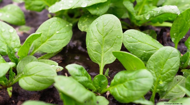 Wintergartenarbeit:13 Gemüse und Kräuter, die im Schnee gedeihen 
