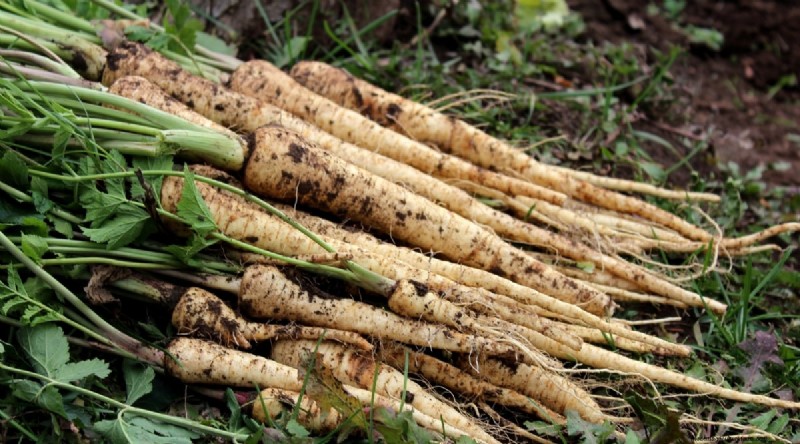 Wintergartenarbeit:13 Gemüse und Kräuter, die im Schnee gedeihen 