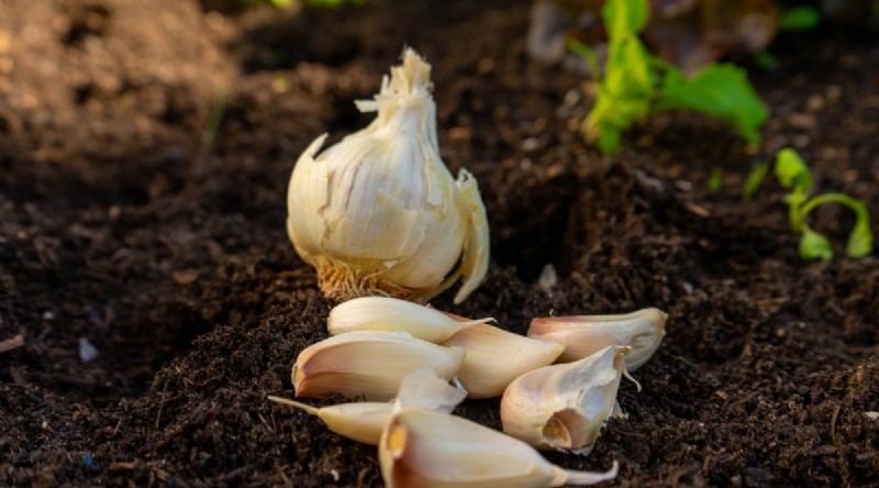 Wintergartenarbeit:13 Gemüse und Kräuter, die im Schnee gedeihen 