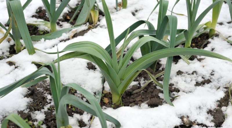 Wintergartenarbeit:13 Gemüse und Kräuter, die im Schnee gedeihen 