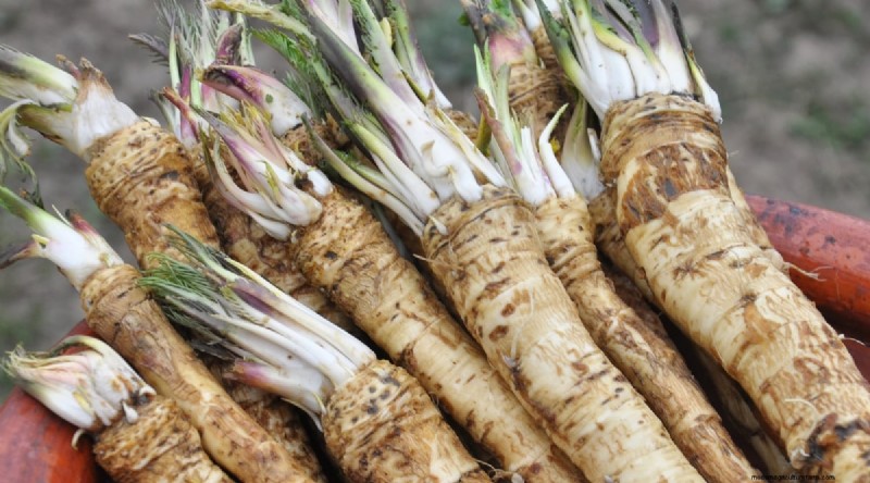 Wintergartenarbeit:13 Gemüse und Kräuter, die im Schnee gedeihen 