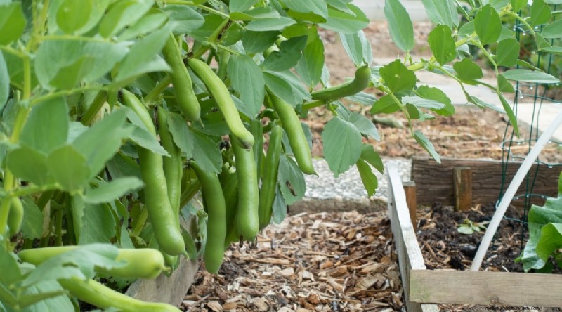 Wintergartenarbeit:13 Gemüse und Kräuter, die im Schnee gedeihen 