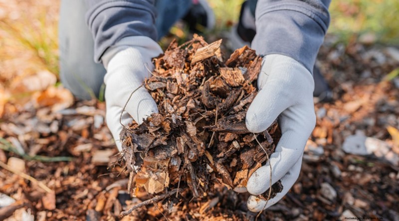 Brombeersträucher winterfest machen:Ein Leitfaden zum Überwintern 