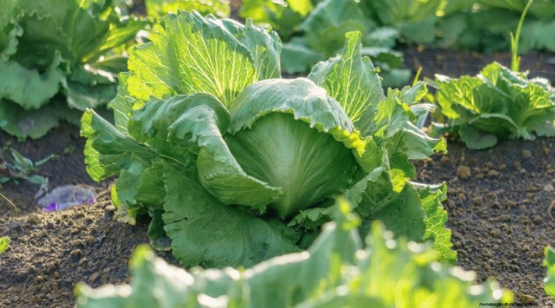 Beginnersvriendelijke groenten:31 gemakkelijk te kweken opties voor nieuwe tuinders 