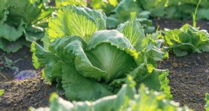 Beginnersvriendelijke groenten:31 gemakkelijk te kweken opties voor nieuwe tuinders 