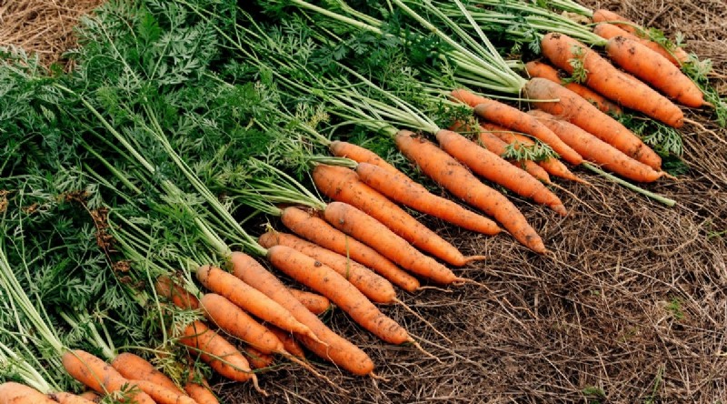 Beginnersvriendelijke groenten:31 gemakkelijk te kweken opties voor nieuwe tuinders 