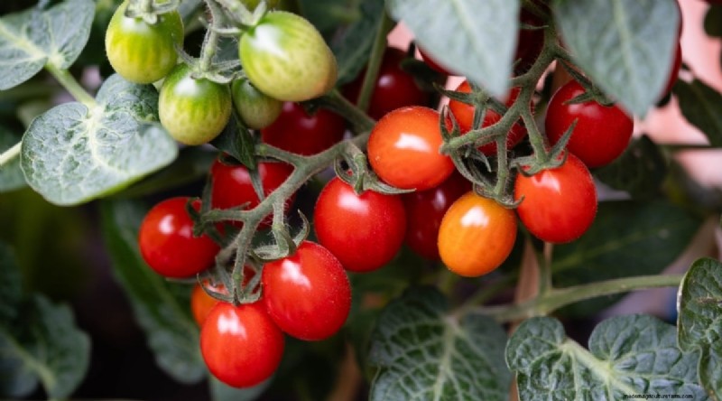 Beginnersvriendelijke groenten:31 gemakkelijk te kweken opties voor nieuwe tuinders 