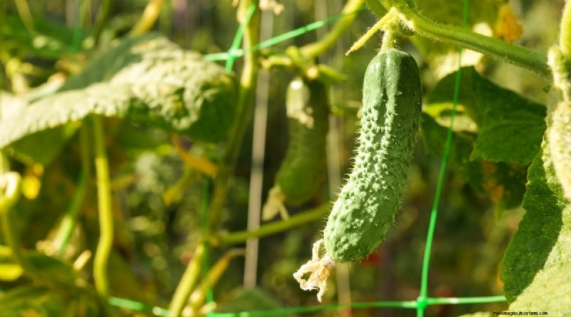 Beginnersvriendelijke groenten:31 gemakkelijk te kweken opties voor nieuwe tuinders 