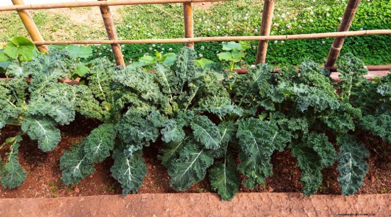 Beginnersvriendelijke groenten:31 gemakkelijk te kweken opties voor nieuwe tuinders 