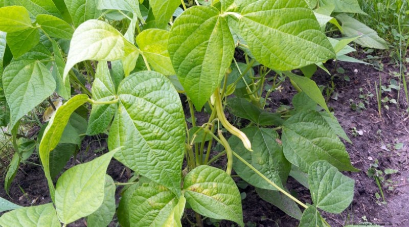 Beginnersvriendelijke groenten:31 gemakkelijk te kweken opties voor nieuwe tuinders 