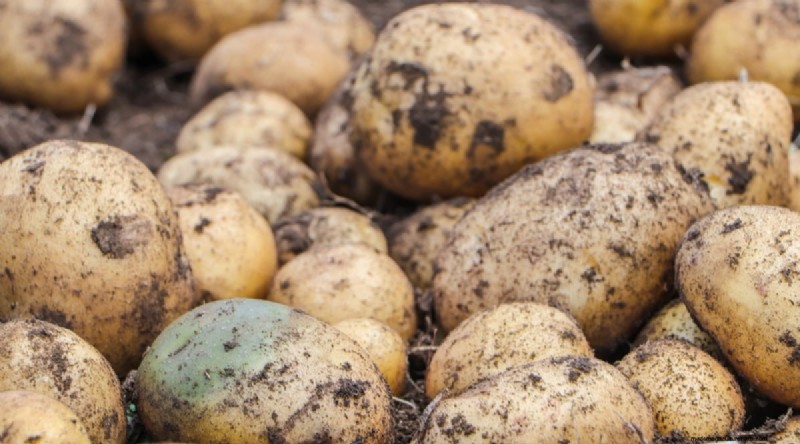 Beginnersvriendelijke groenten:31 gemakkelijk te kweken opties voor nieuwe tuinders 