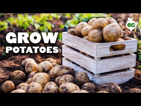 Beginnersvriendelijke groenten:31 gemakkelijk te kweken opties voor nieuwe tuinders 