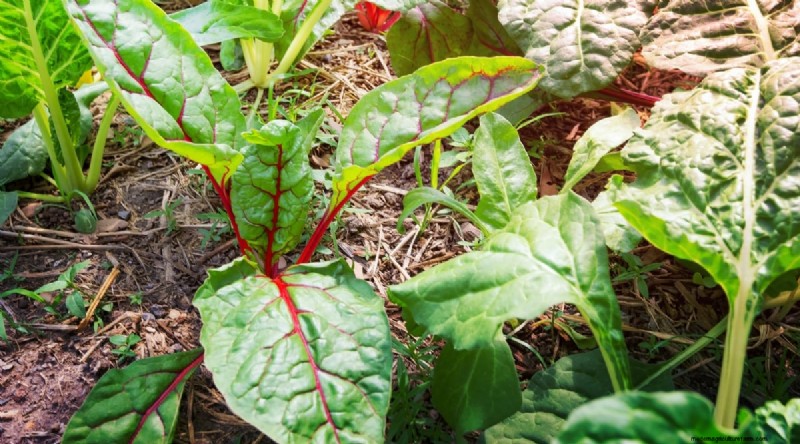 Beginnersvriendelijke groenten:31 gemakkelijk te kweken opties voor nieuwe tuinders 