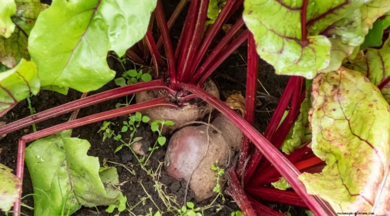 Beginnersvriendelijke groenten:31 gemakkelijk te kweken opties voor nieuwe tuinders 