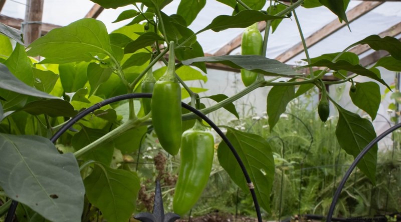Beginnersvriendelijke groenten:31 gemakkelijk te kweken opties voor nieuwe tuinders 