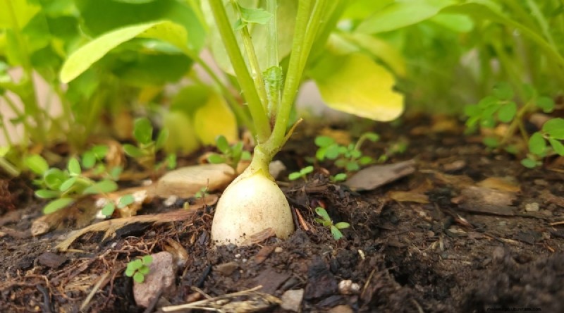 Beginnersvriendelijke groenten:31 gemakkelijk te kweken opties voor nieuwe tuinders 