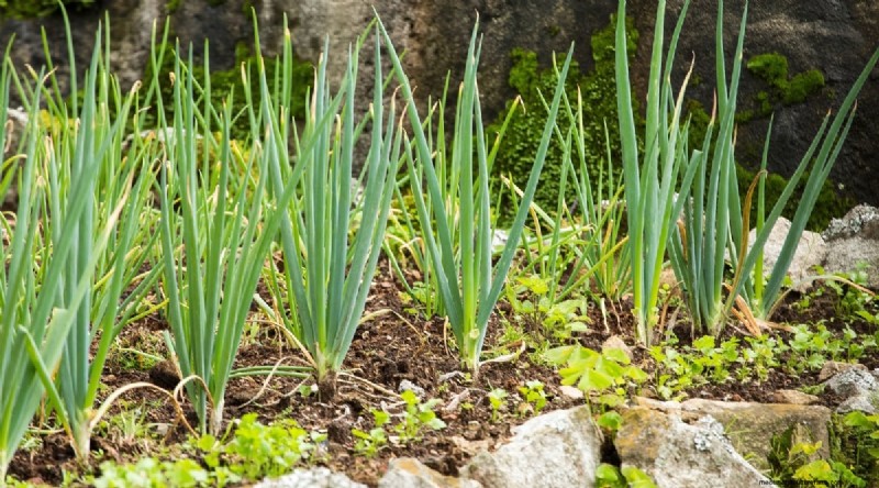 Beginnersvriendelijke groenten:31 gemakkelijk te kweken opties voor nieuwe tuinders 