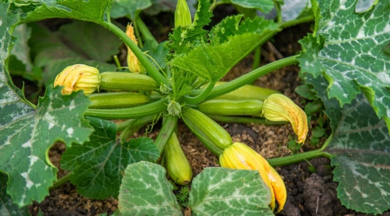 Beginnersvriendelijke groenten:31 gemakkelijk te kweken opties voor nieuwe tuinders 