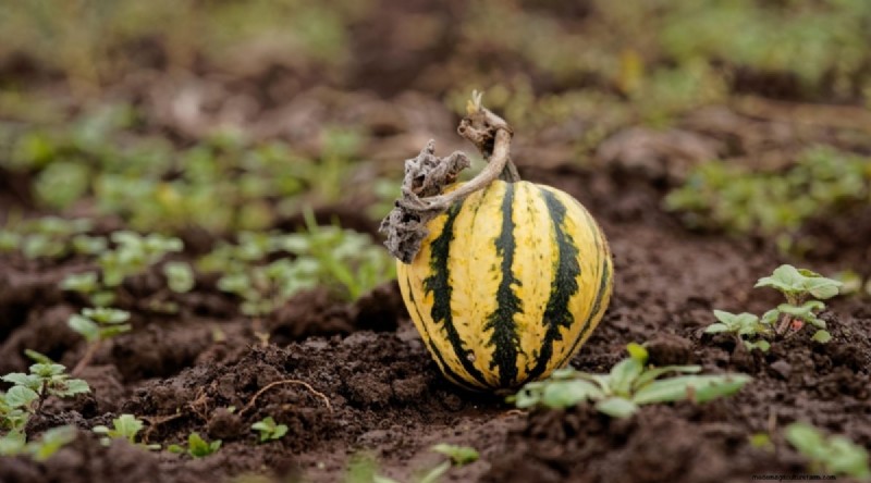 Beginnersvriendelijke groenten:31 gemakkelijk te kweken opties voor nieuwe tuinders 