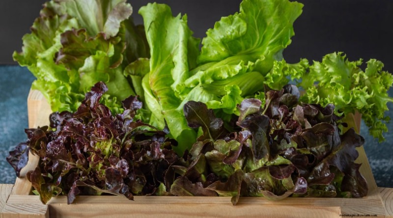 Beginnersvriendelijke groenten:31 gemakkelijk te kweken opties voor nieuwe tuinders 