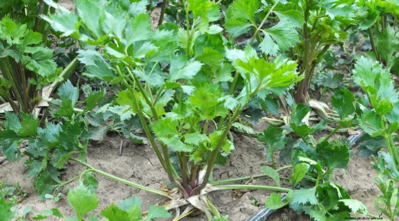 Beginnersvriendelijke groenten:31 gemakkelijk te kweken opties voor nieuwe tuinders 