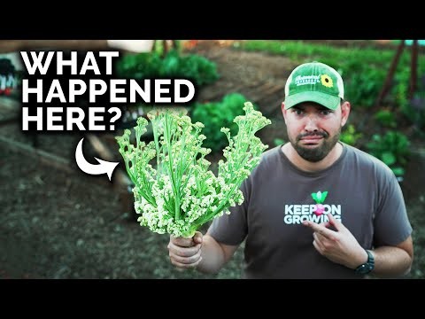 Beginnersvriendelijke groenten:31 gemakkelijk te kweken opties voor nieuwe tuinders 